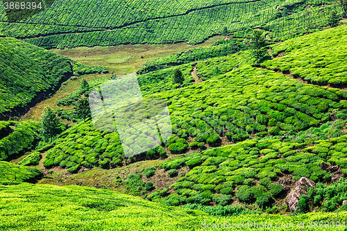 Image of Tea plantations in Kerala, India