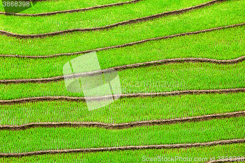 Image of Rice field terraces