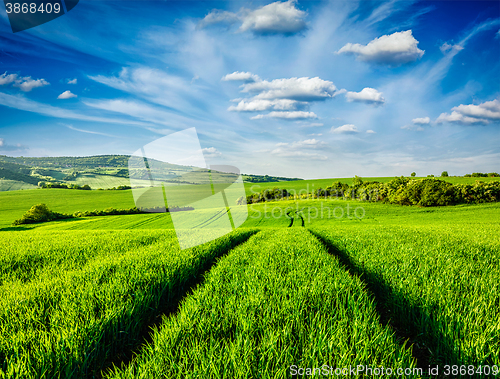 Image of Green fields of Moravia