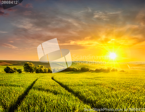 Image of Sunset in field