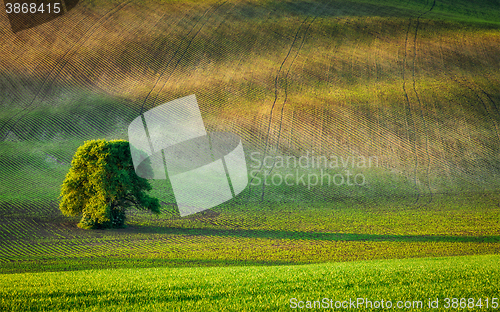 Image of Lonely tree in ploughed field