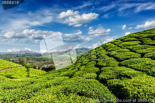 Image of Green tea plantations in Munnar, Kerala, India