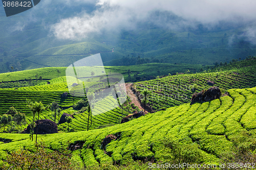 Image of Green tea plantations in Munnar, Kerala, India