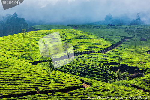 Image of Green tea plantations in Munnar, Kerala, India