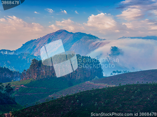 Image of Green tea plantations in Munnar, Kerala, India