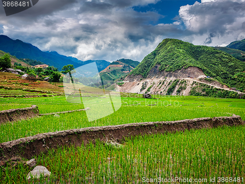 Image of Rice plantations. Vietnam