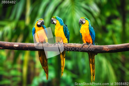 Image of Blue-and-Yellow Macaw in forest