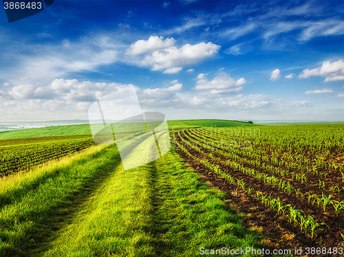 Image of Rolling fields of Moravia