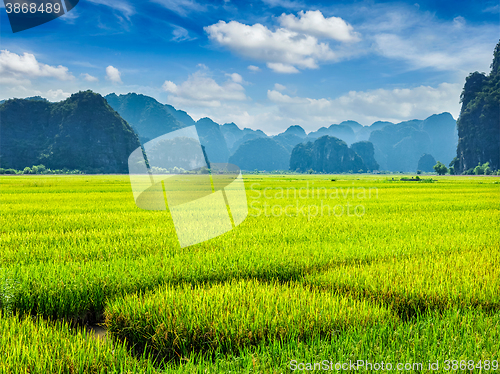 Image of Rice field. Mui Ne