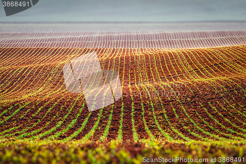 Image of Rolling fields of Moravia