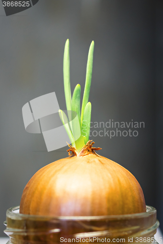 Image of Green onion sprout
