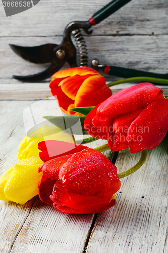 Image of bouquet of cut tulips