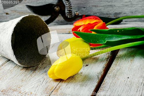 Image of bouquet of cut tulips