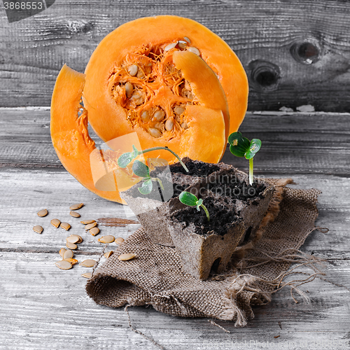 Image of Stages of growing pumpkins