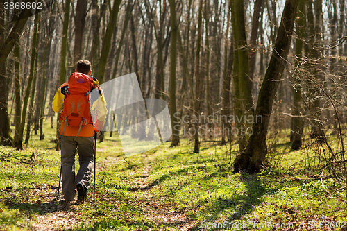 Image of Active healthy man hiking in beautiful forest