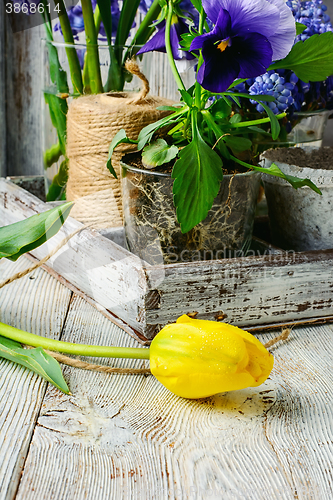 Image of Spring decorative flowers