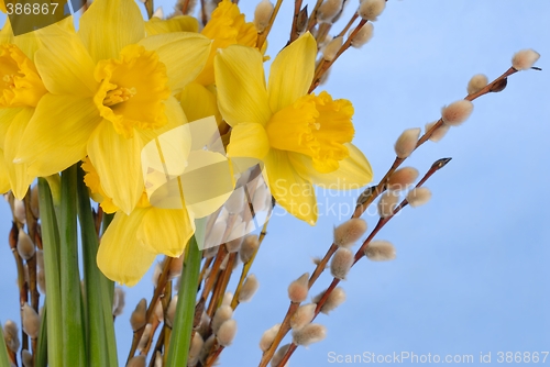 Image of Daffodils on Blue