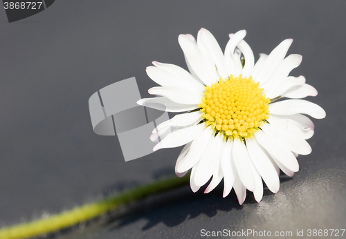 Image of Closeup of a perfect single daisy