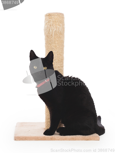 Image of Black cat with a scratching post 