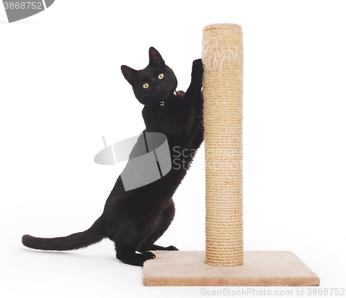 Image of Black cat with a scratching post 