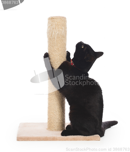 Image of Black cat with a scratching post 