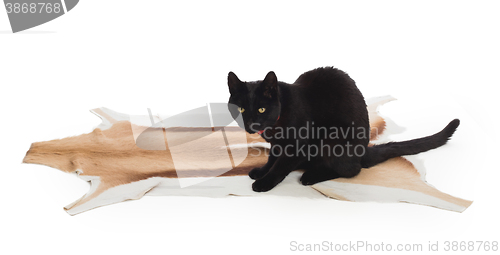 Image of Black Cat sitting on springbok animal fur