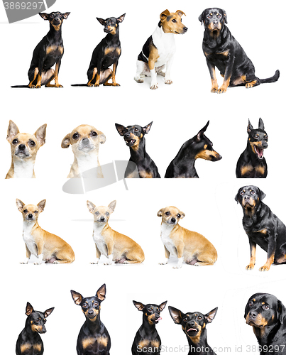 Image of various pets in white background for compositing