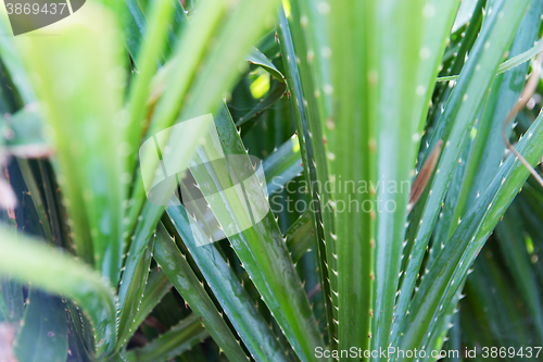 Image of close up of green exotic plant outdoors