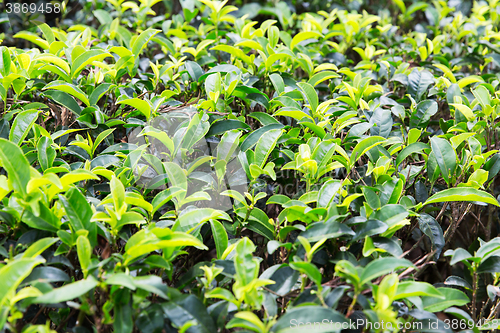 Image of tea plantation field on Sri Lanka