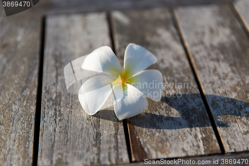 Image of close up of white beautiful exotic flower on wood