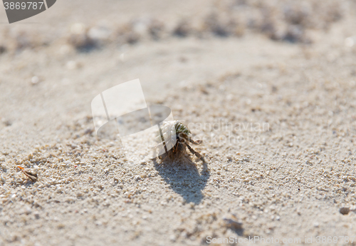 Image of cancer with shell on beach sand