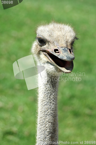 Image of Ostrich