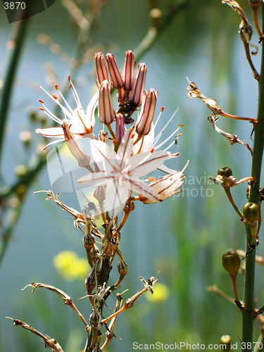 Image of Lonely asphodel
