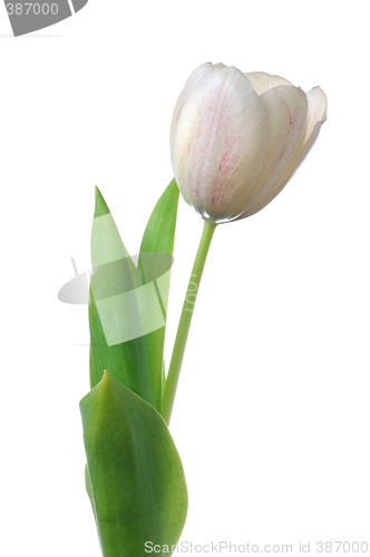 Image of White tulip flower