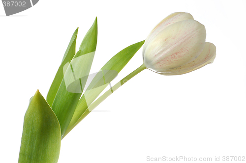 Image of White tulip flower