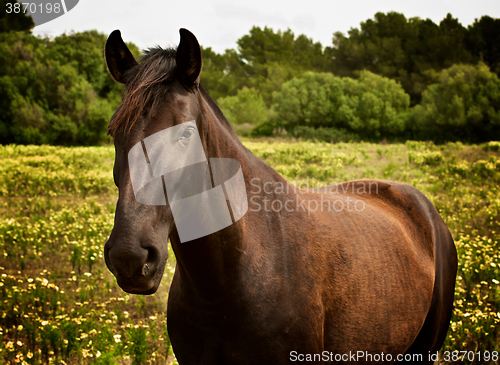 Image of Beauty Brown Horse