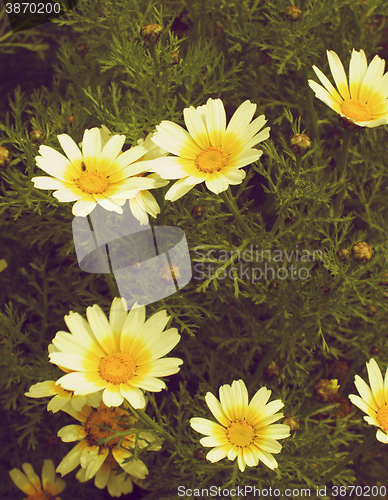 Image of Wild Yellow Daisies