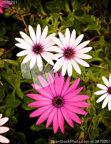 Image of Garden Daisy Flowers