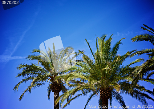 Image of Palm Trees on Blue Sky