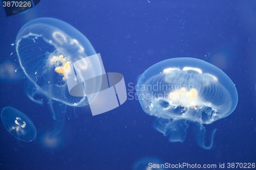 Image of Jellyfish Underwater moving around