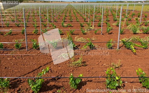 Image of Viticulture with grape saplings