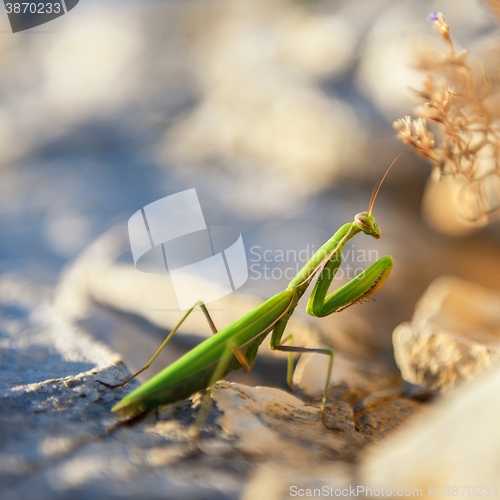 Image of Praying Mantis on rocks