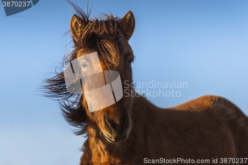 Image of Brown horse closeup