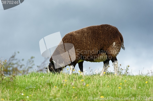 Image of Sheep feeding on grass