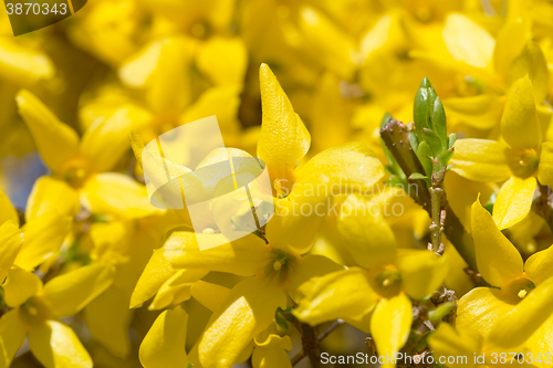 Image of Yellow blossoms of forsythia 