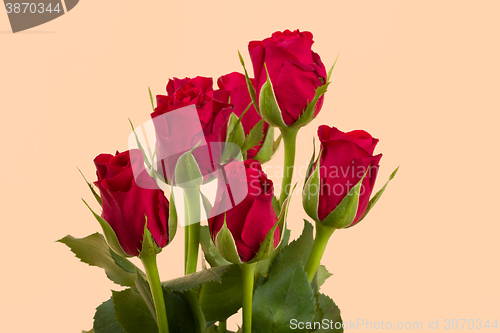 Image of Bouquet of fresh red roses