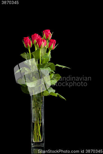 Image of fresh red rose on black