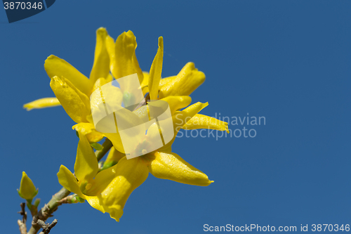 Image of Yellow blossoms of forsythia 