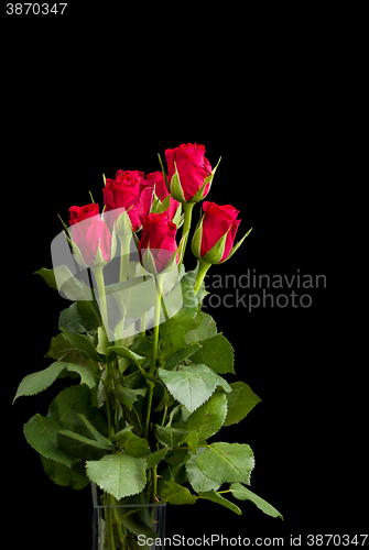 Image of fresh red rose on black