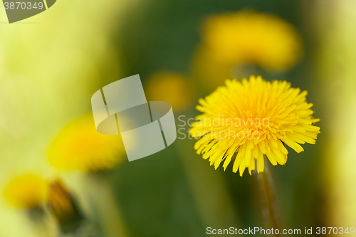 Image of Yellow dandelion on a green background